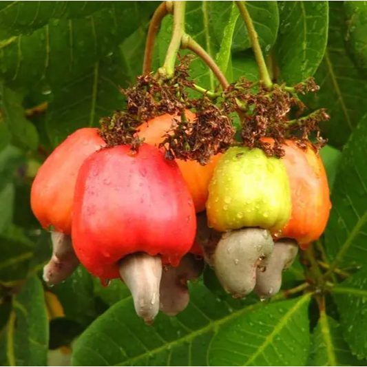 Cashew (Anacardium occidentale) - Seedling - LIVE PLANT
