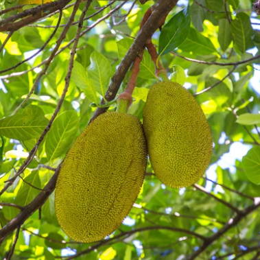 Cempedak (Artocarpus Integer) - Grafted - LIVE PLANT