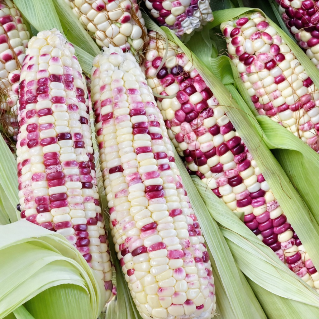 Purple waxy corn - FRESH PRODUCE