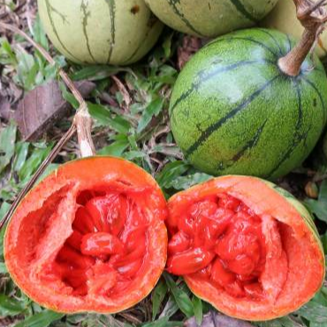 Chinese Passionfruit (cionosicys macranthus) - Seedling - LIVE PLANT