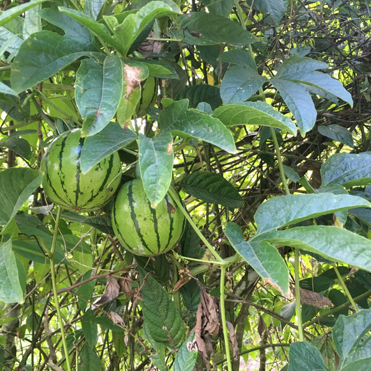 Chinese Passionfruit (cionosicys macranthus) - Seedling - LIVE PLANT