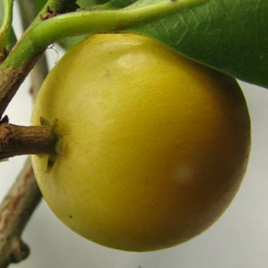 (Chrysophyllum lucentifolium) - Seedling - LIVE PLANT