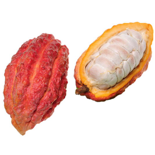 Cocoa - FRUIT