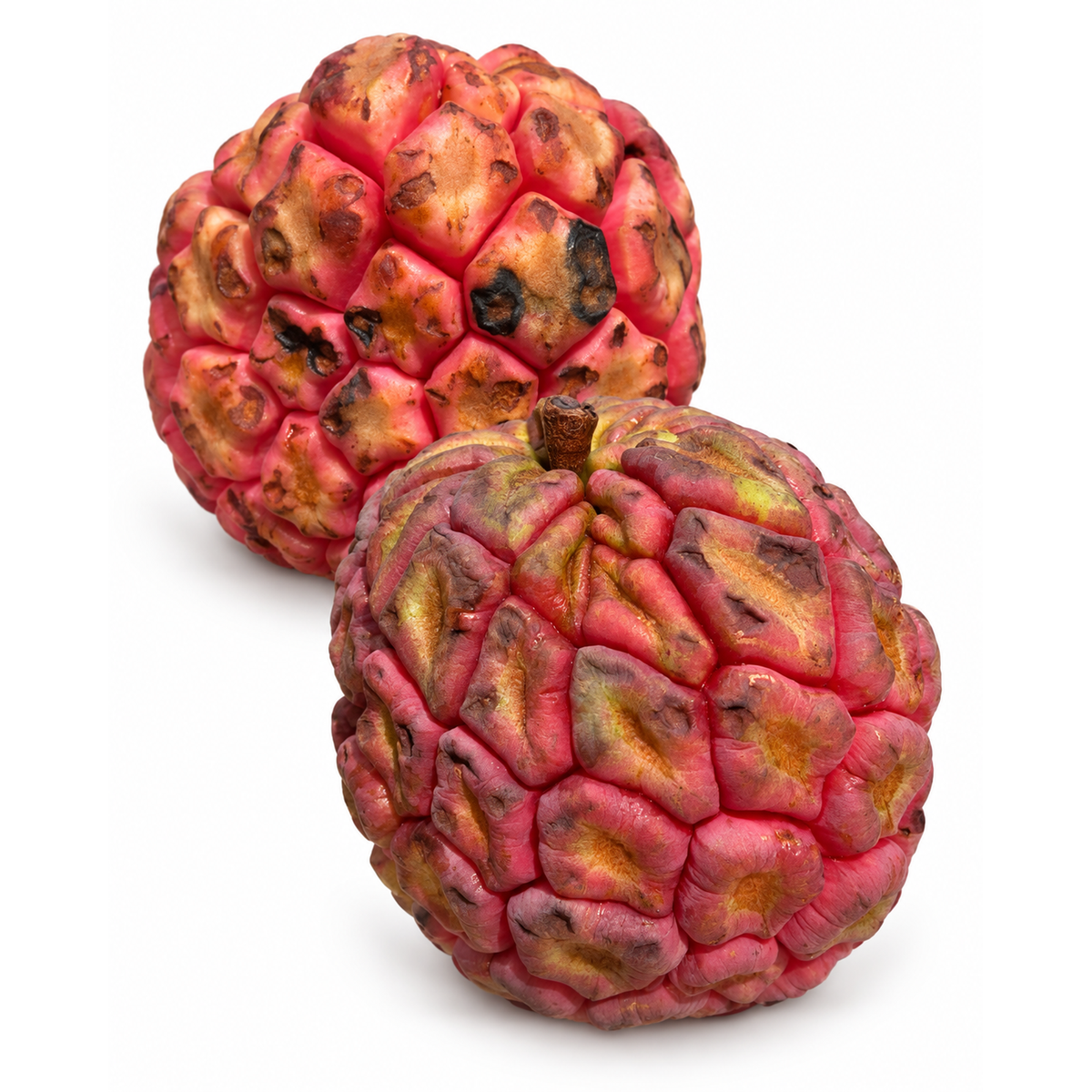 Crimson Kadsura - FRESH FRUIT