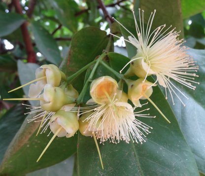 Dalhari Chamba (Syzygium Samarangense) - Air Layer - LIVE PLANT