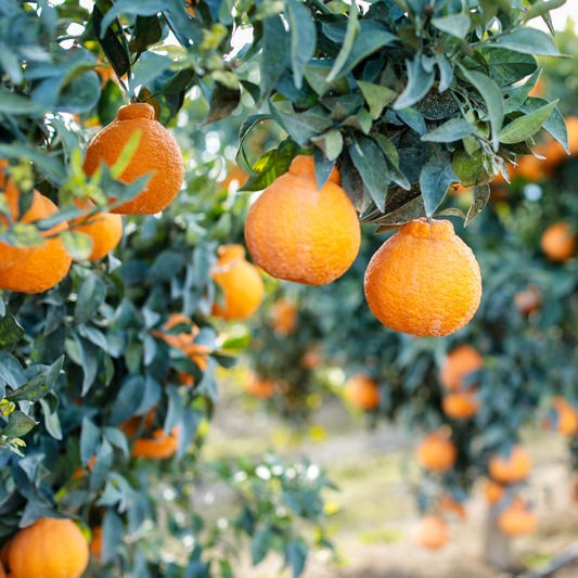 Orange ‘Dekopon’ (Citrus × shiranui)- Grafted - LIVE PLANT
