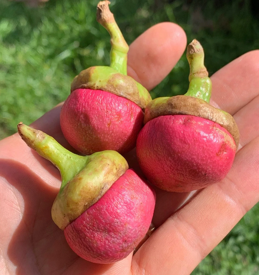 Engkala (litsea garciae) - Seedling - LIVE PLANT