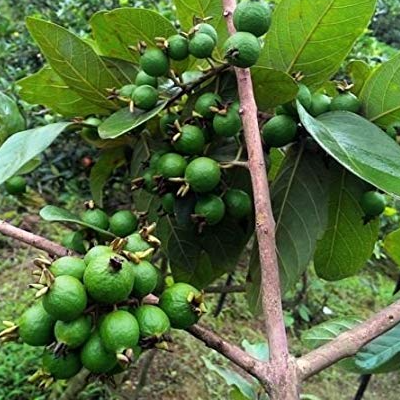 Grape Guava (Pdium guineense) - Seedling - LIVE PLANT