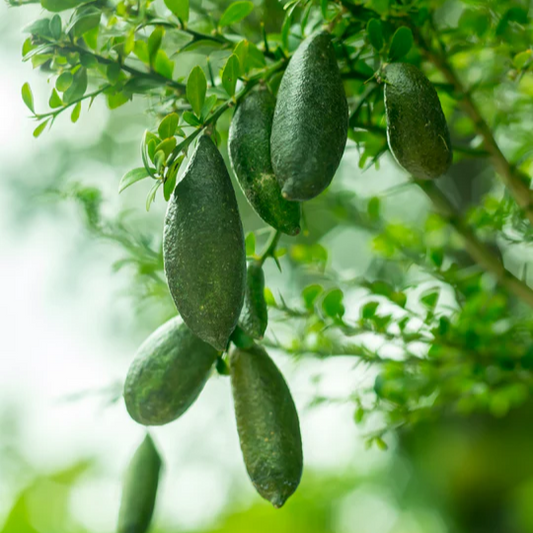Green Finger Lime (Citrus australasica) - Seedling - LIVE PLANT