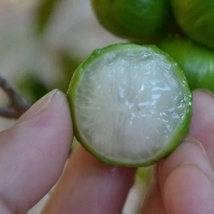 Jaboticaba 'Cristal Green' (Plinia Cauliflora) - Seedling - LIVE PLANT