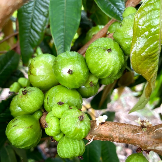 Jaboticaba Branca (Phitrantha Branca) - Seedling - LIVE PLANT