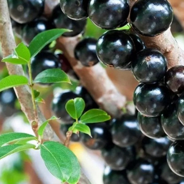 Jaboticaba 'Precoce' (Plinia Cauliflora) - Seedling - LIVE PLANT