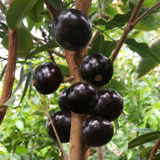 Jaboticaba 'Precoce' (Plinia Cauliflora) - Seedling - LIVE PLANT