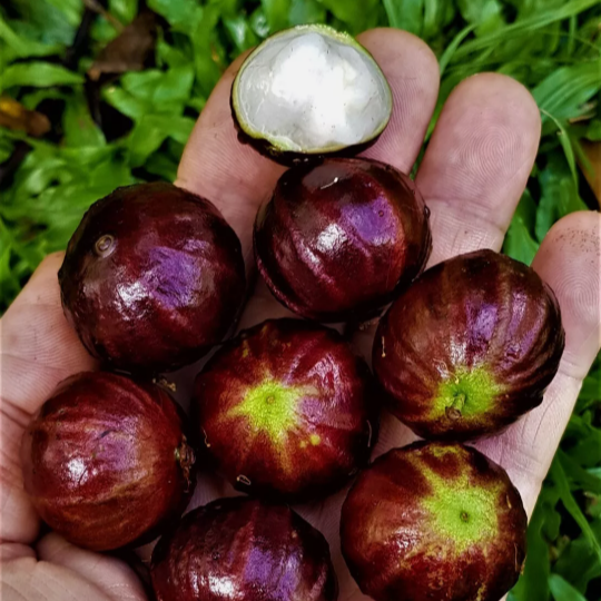 Jaboticaba 'AxP' (Aureana x Phitrantha) - Seedling - LIVE PLANT