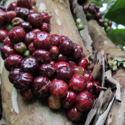 Jaboticaba 'AxP' (Aureana x Phitrantha) - Seedling - LIVE PLANT