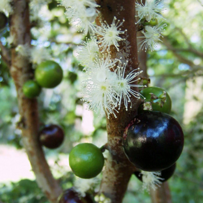 Jaboticaba 'Oblongata' (Plinia Cauliflora) - Seedling - LIVE PLANT