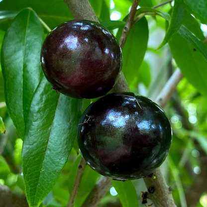 Jaboticaba 'Oblongata' (Plinia Cauliflora) - Seedling - LIVE PLANT