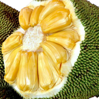 Jackfruit 'J33' (Artocarpus Heterophyllus) - Grafted - LIVE PLANT