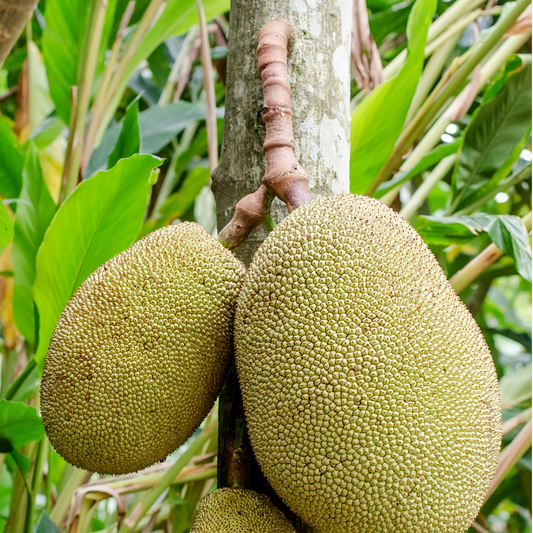 Jackfruit 'J33' (Artocarpus Heterophyllus) - Grafted - LIVE PLANT