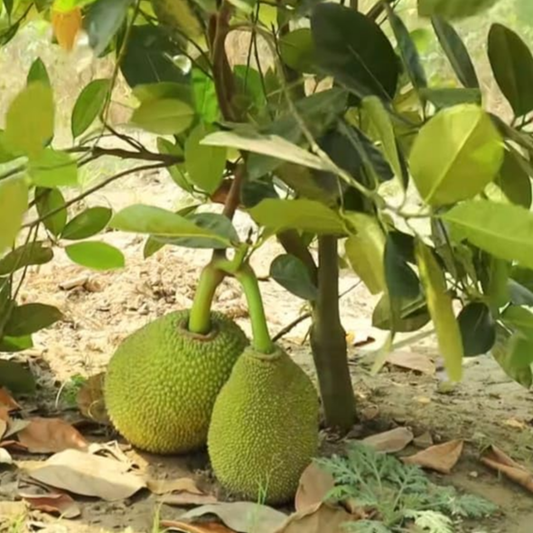Jackfruit 'Vietnam Super Early' (Artocarpus Heterophyllus) - Grafted - LIVE PLANT