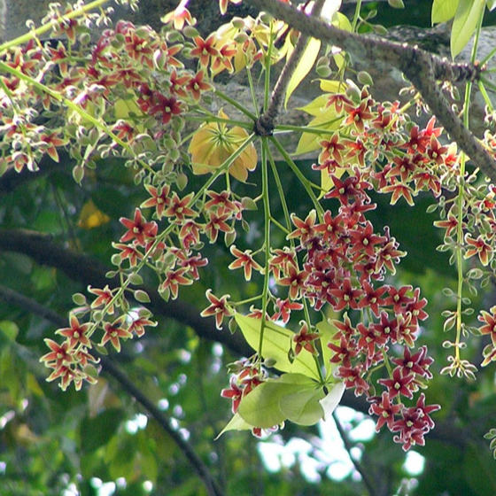 Java Almond (Sterculia foetida) - Seedling - LIVE PLANT