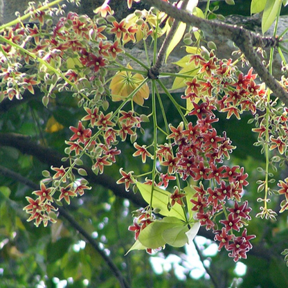 Java Almond (Sterculia foetida) - Seedling - LIVE PLANT