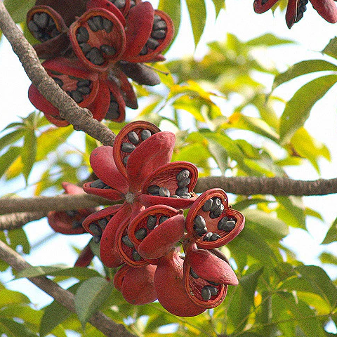 Java Almond (Sterculia foetida) - Seedling - LIVE PLANT