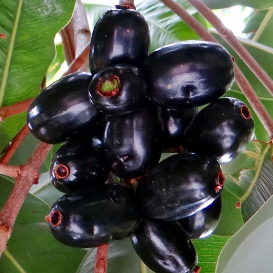 Java Plum (Syzygium cumini) - Grafted - LIVE PLANT