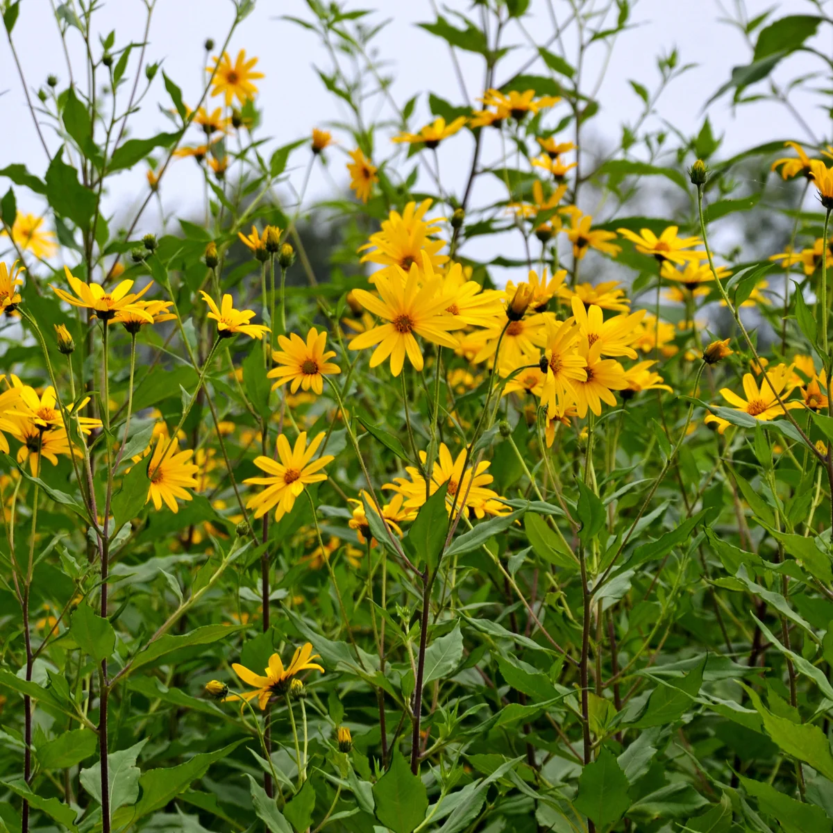 Jerusalem Artichoke Helianthus Tuberosus Seedling LIVE PLANT jerusalem-artichoke-helianthus-tuberosus-seedling-live-plant