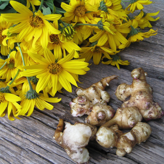 Jerusalem Artichoke (Helianthus tuberosus) - Seedling - LIVE PLANT