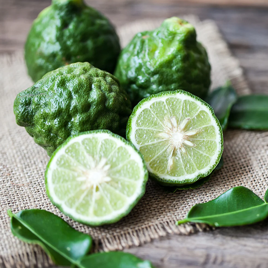 Kaffir Lime (Citrus hystrix) - Grafted - LIVE PLANT