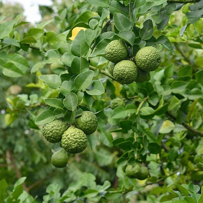 Kaffir Lime (Citrus hystrix) - Grafted - LIVE PLANT