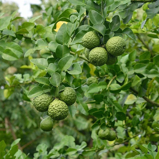 Kaffir Lime (Citrus hystrix) - Grafted - LIVE PLANT