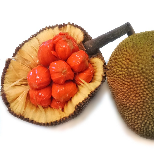 Keledang (Artocarpus Lanceifolius) - Grafted - LIVE PLANT