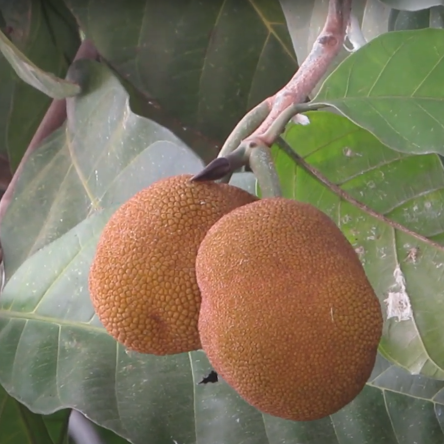 Keledang (Artocarpus Lanceifolius) - Grafted - LIVE PLANT