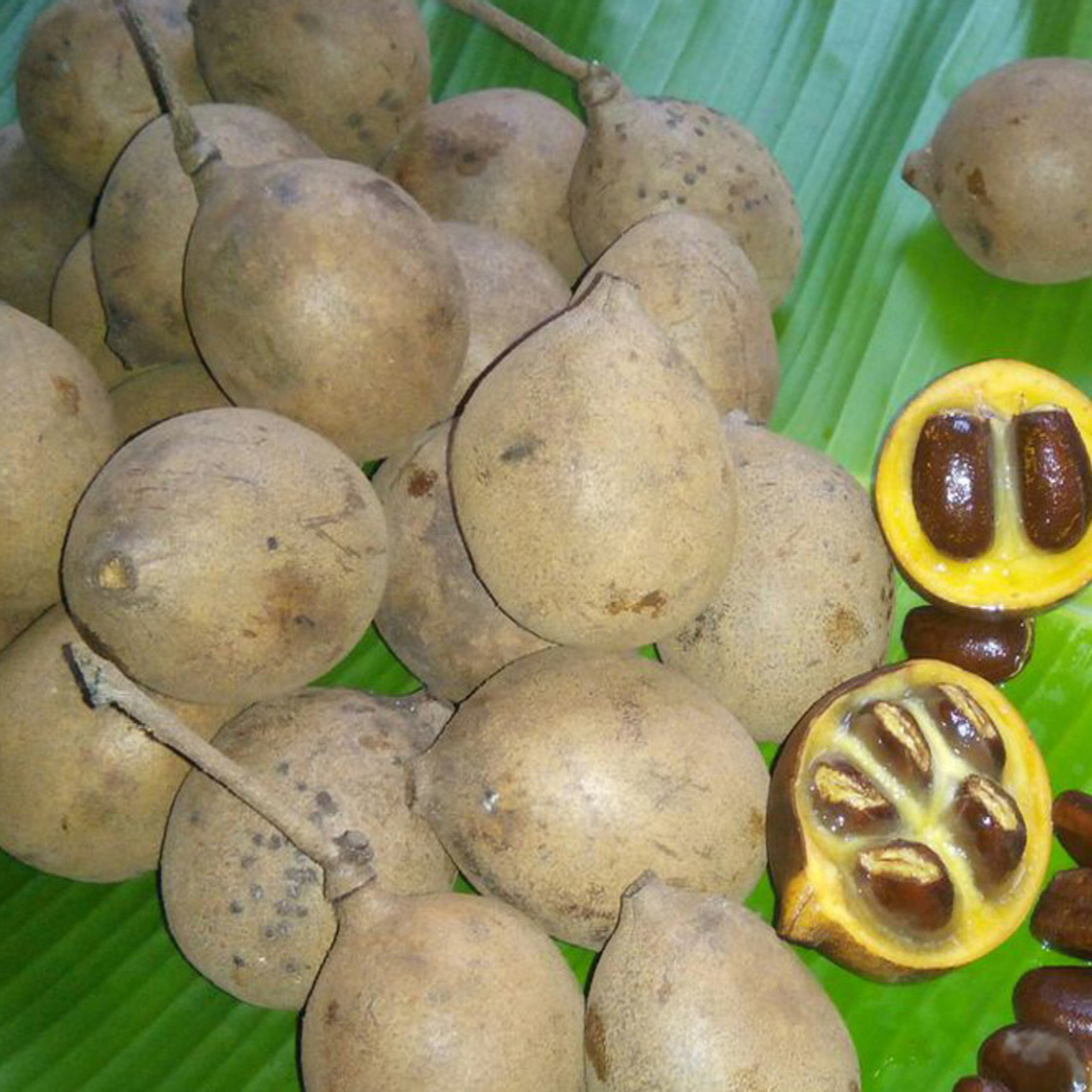 Kepel (Stelechocarpus burahol) - Seedling – RareFruitTrees.ae