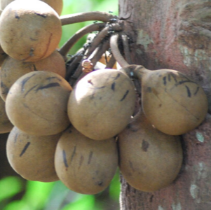Kepel (Stelechocarpus burahol) - Seedling - LIVE PLANT – RareFruitTrees.ae