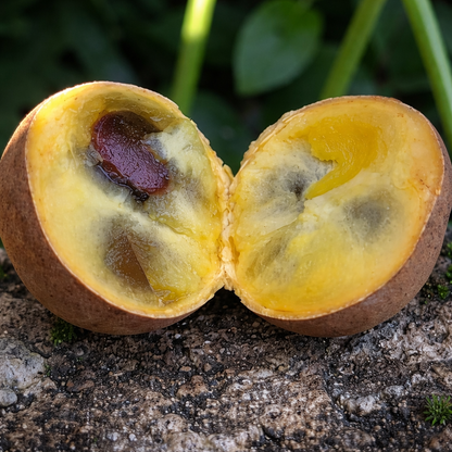 Kepel - FRESH FRUIT