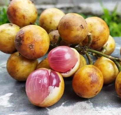 Menteng and Kepondong - FRESH FRUIT