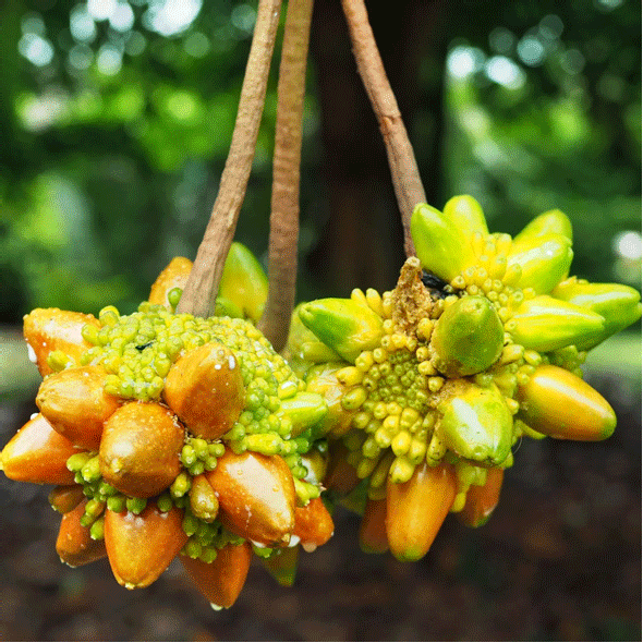 Kesusu (Prainea Limpato) - Grafted - LIVE PLANT