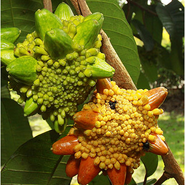 Kesusu (Prainea Limpato) - Grafted - LIVE PLANT