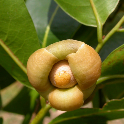 Korn (Uvaria ovata) - Seedling - LIVE PLANT