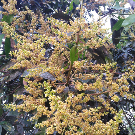 Kottukonam Mango (Mangifera indica) - Grafted - LIVE PLANT