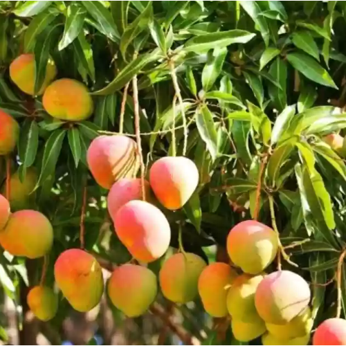 Kottukonam Mango (Mangifera indica) - Grafted - LIVE PLANT