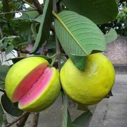 Lalit Guava (Psidium guajava) - Grafted - LIVE PLANT