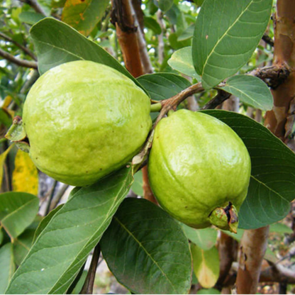 Lalit Guava (Psidium guajava) - Grafted - LIVE PLANT