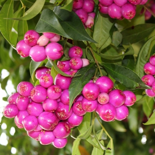 Lilly Pilly (Syzygium Luehmannii) - Air Layer - LIVE PLANT