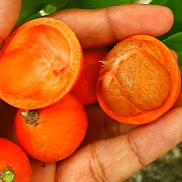 Lolly Berry (Salacia Chinensis) - Seedling - LIVE PLANT