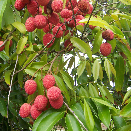Lychee (Litchi chinensis) - Grafted - LIVE PLANT
