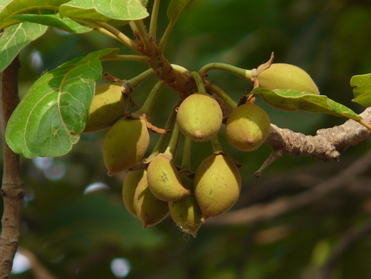 Macarandiba (Pouteria Procera) - Seedling - LIVE PLANT